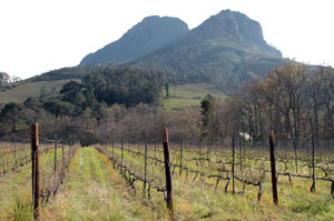 Cape Winelands