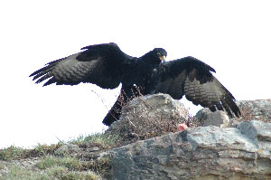Black Eagle