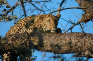 Leopard in a Tree