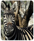 Waterberg Accommodation