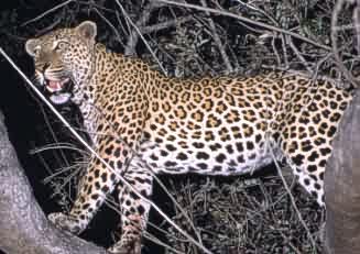 Leopard in tree