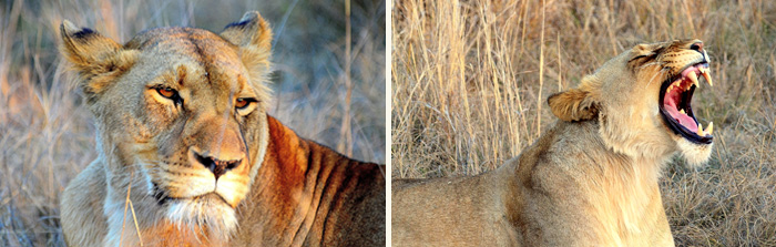 Big 5 Safari Game Lodge Lioness sighting Safari Game Drive Elephant Rock Lodge Nambiti Private Game Reserve