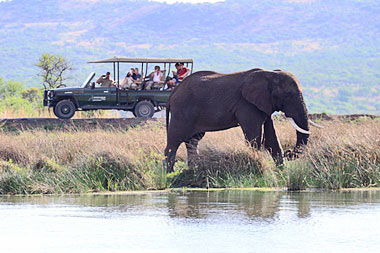 Game Drives Elephant Nambiti Private Game Reserve KwaZulu-Natal South Africa