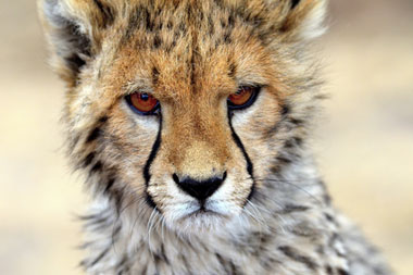 Cheetah Cub Nambiti Private Game Reserve African Safari KwaZulu-Natal South Africa