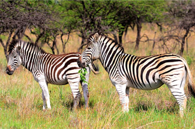 Zebra Nambiti Private Game Reserve KwaZulu-Natal South Africa