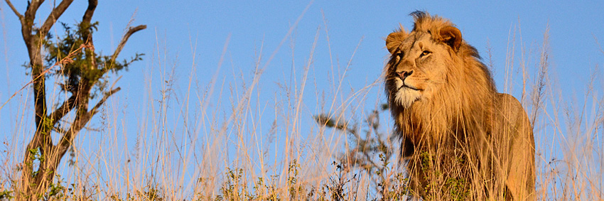 Lion, Big 5 Nambiti Private Game Reserve