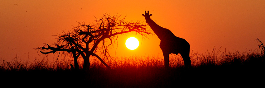 Giraffe at sunset, Nambiti Private Game Reserve