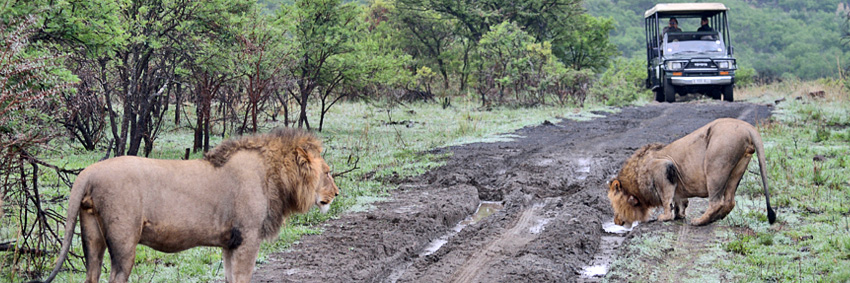 Lion sighting on game drives, Big 5 Nambiti Private Game Reserve