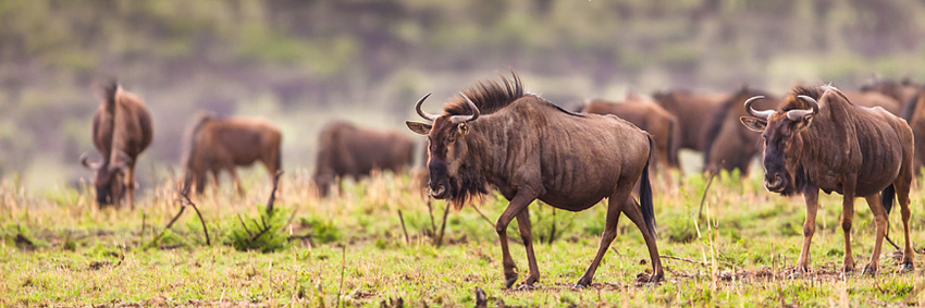 Wildebeest, Nambiti Private Game Reserve