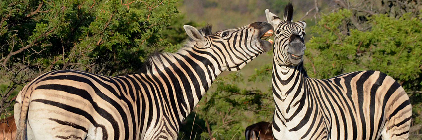 Zebra, Nambiti Private Game Reserve