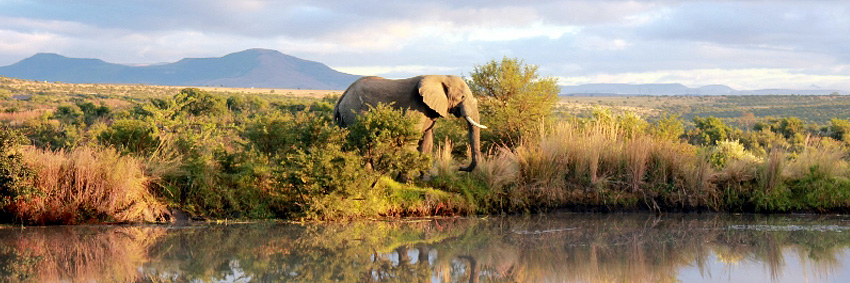 Elephant seen at waterhole, Big Five Nambiti Private Game Reserve