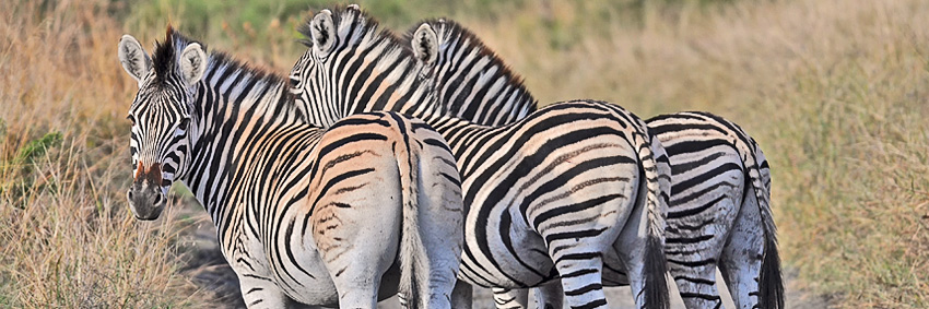 Zebra, Nambiti Private Game Reserve