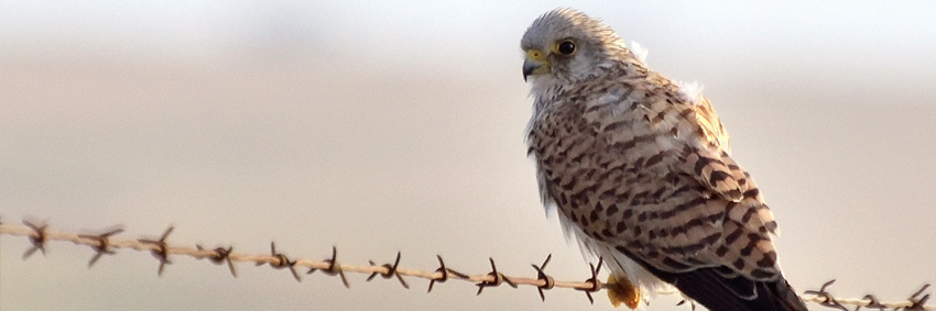 Juvenile Amur Falcon, Nambiti Private Game Reserve