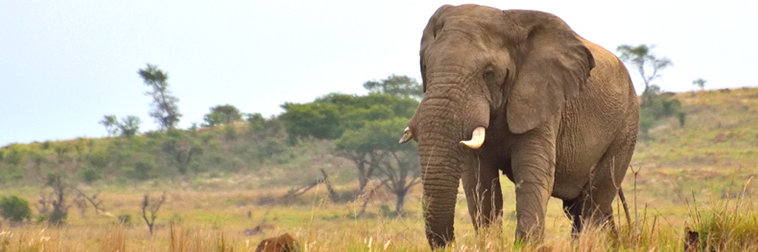 Elephant, Big Five Nambiti Private Game Reserve