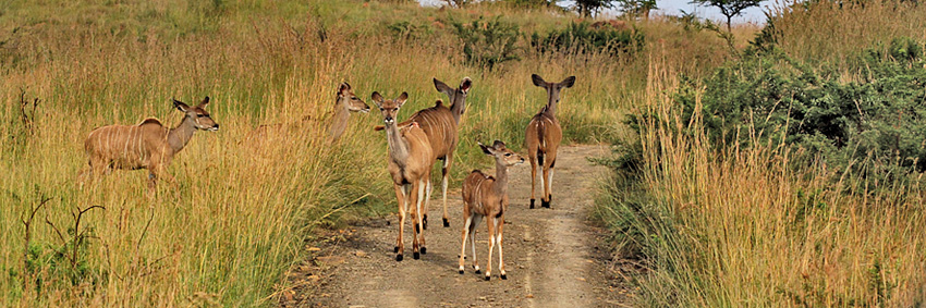 Kudu, Nambiti Private Game Reserve