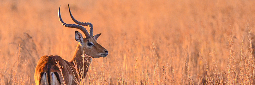 Impala, Nambiti Private Game Reserve
