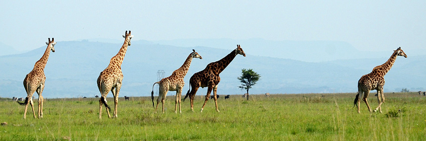 Giraffe, Nambiti Private Game Reserve