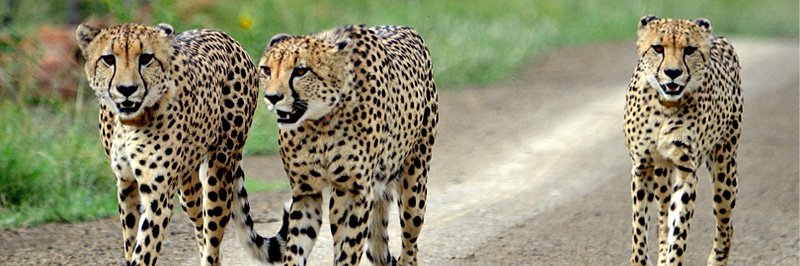 Cheetah sighthing, Nambiti Private Game Reserve