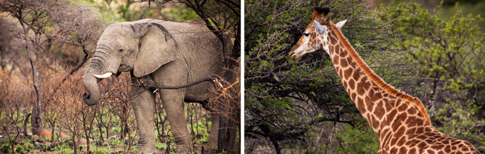 Giraffe Eleplant sightings Game Drives Safari Nambiti Hills Private Game Lodge Big 5 Nambiti Private Game Reserve