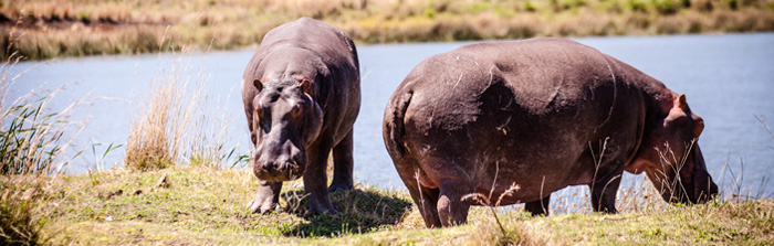 Hippos Game Drives Nambiti Hills Private Game Lodge Big 5 Nambiti Private Game Reserve