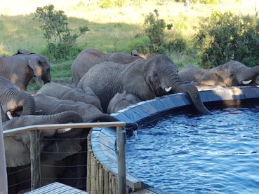 Elepants drinking from the pool, Nambiti Plains Lodge, Nambiti Private Game Reserve