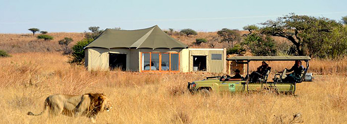 Ndaka Safari Lodge Nambiti Game Drives Lion Sighting Safari Vacation Bookings Tented Safari Nambiti Private Game Reserve