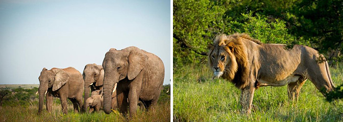 Elephant Herd Lion Sightings Game Drives Safari Vacation Bookings Ndaka Safari Lodge Nambiti Nambiti Private Game Reserve