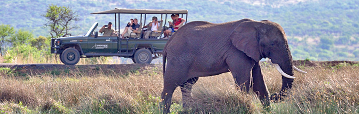 Big 5 Safari Game Drives Nambiti Elephant sighting Springbok Lodge Nambiti Private Game Reserve Luxury Tented Suites