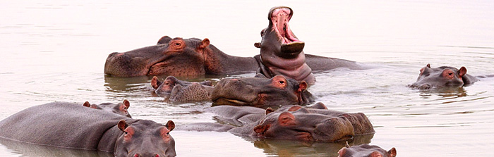 Nambiti Hippo Pod Springbok Lodge Nambiti Private Game Reserve Safari Big 5 Game Drives Luxury Tented Suites