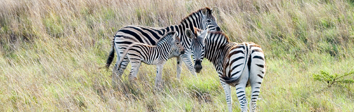 Zebra sightings Nambiti Springbok Lodge Nambiti Private Game Reserve Luxury Tented Suites