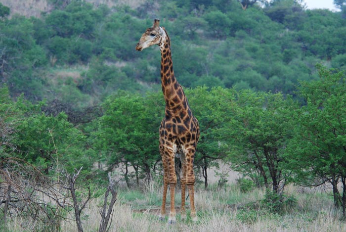 Big 5 Safari Lodge giraffe Umzolozolo Private Safari Lodge Nambiti Private Game Reserve South Africa