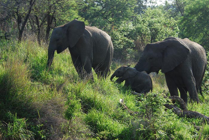 Big 5 Safari Lodge Elephants Umzolozolo Private Safari Lodge Nambiti Private Game Reserve South Africa