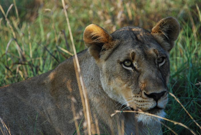 Big 5 Safari Lodge Lion Lioness Umzolozolo Private Safari Lodge Nambiti Private Game Reserve South Africa