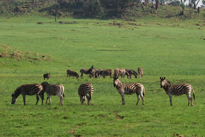 Big 5 Safari Lodge zebra Umzolozolo Private Safari Lodge Nambiti Private Game Reserve South Africa