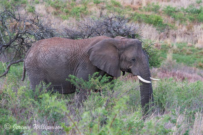 Big 5 Safari Lodge Elephants Umzolozolo Private Safari Lodge Nambiti Private Game Reserve South Africa