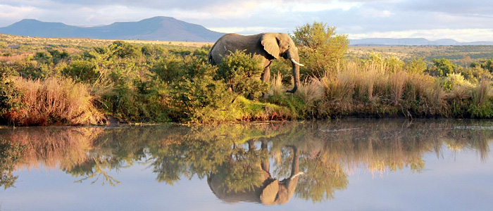 Big 5 Safari Lodge Elephant Waterhole Umzolozolo Private Safari Lodge Nambiti Private Game Reserve South Africa