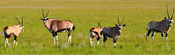 Cape Oryx Cheetah Ridge Lodge Nambiti Private Game Reserve