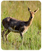 Thendele Camp, Royal Natal Park, Drakensberg