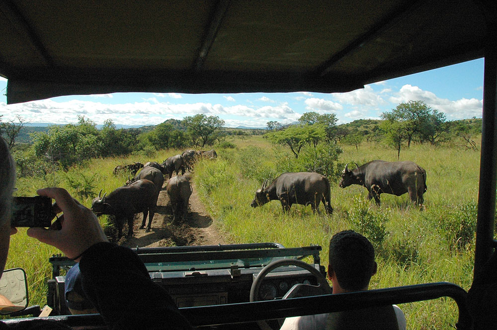 Lions Valley Lodge | Big 5 Nambiti Private Game Reserve | Private Luxury Game Lodge