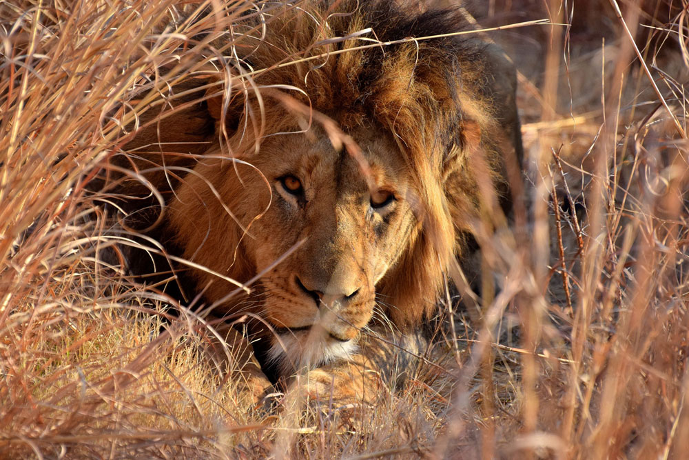 Lions Valley Lodge | Big 5 Nambiti Private Game Reserve | Private Luxury Game Lodge