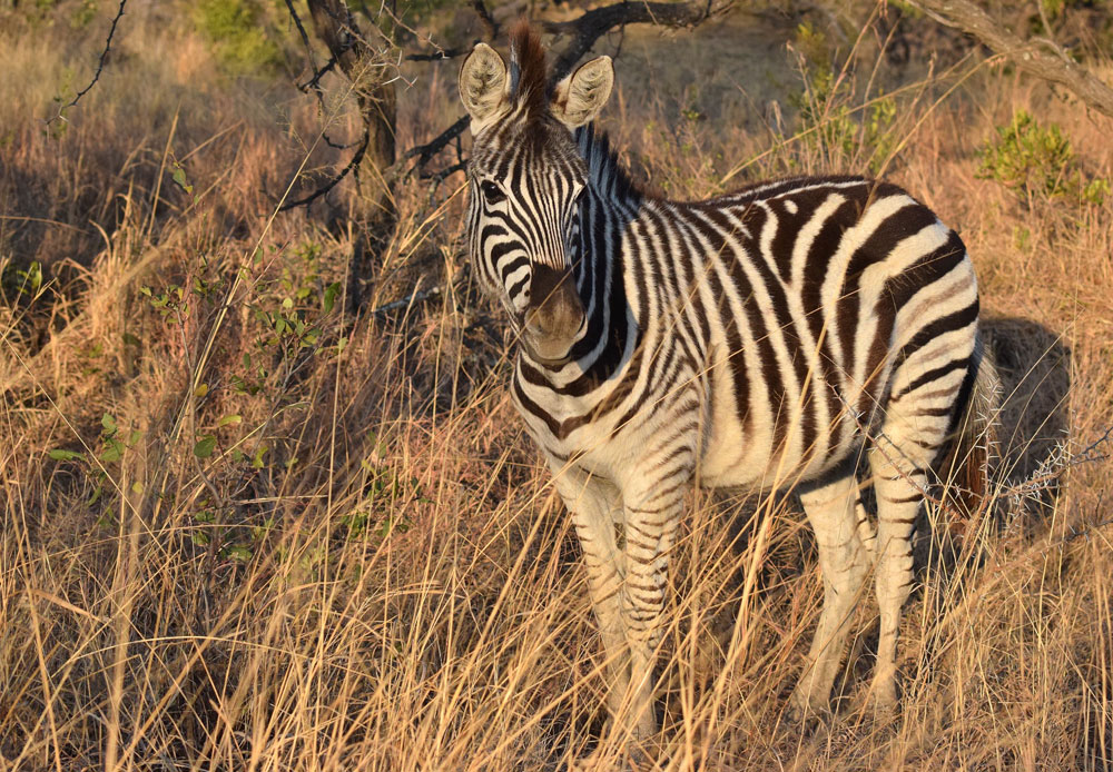 Lions Valley Lodge | Big 5 Nambiti Private Game Reserve | Private Luxury Game Lodge