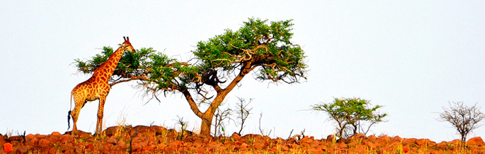 Giraffe sighting Game Drive Elephant Rock Private Safari Lodge Nambiti Private Game Reserve Big 5 Safari Game Lodge