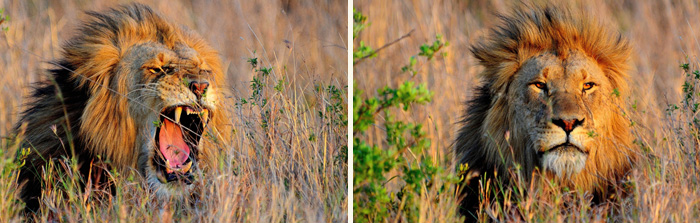 Male Lion sighting Game Drive Elephant Rock Lodge Nambiti Private Game Reserve Big 5 Safari Game Lodge