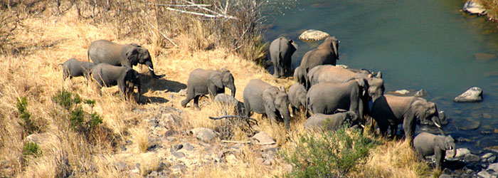 Elephant Sighting river Esiweni Luxury Safari Lodge Nambiti Private Game Reserve