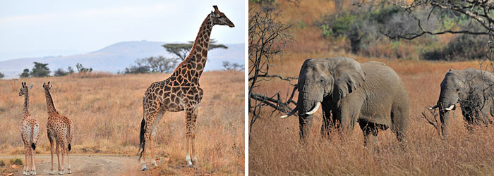 Giraffe elephant sighing hame drives Esiweni Luxury Safari Lodge Nambiti Private Game Reserve