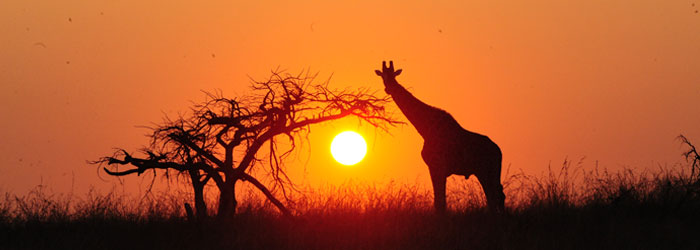 Giraffe sunset Esiweni Luxury Safari Lodge Nambiti Private Game Reserve