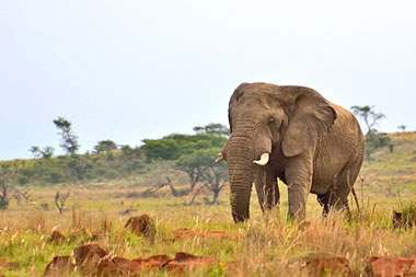 Elephant Nambiti Big Five Wildlife Nambiti Private Game Reserve KwaZulu-Natal South Africa