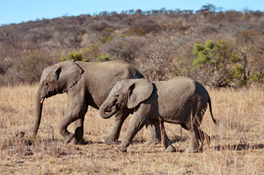 Elephant nany Nambiti Big Five Wildlife Nambiti Private Game Reserve KwaZulu-Natal South Africa