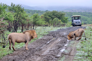Male Lions Nambiti Big Five Wildlife Nambiti Private Game Reserve KwaZulu-Natal South Africa