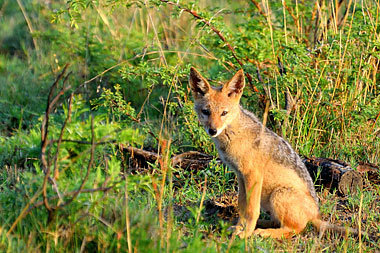 Black-backed Jackal Nambiti Private Game Reserve African Safari KwaZulu-Natal South Africa